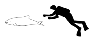 413px-Chilean dolphin size.svg.png