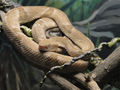 Bothrops-insularis-3.jpg