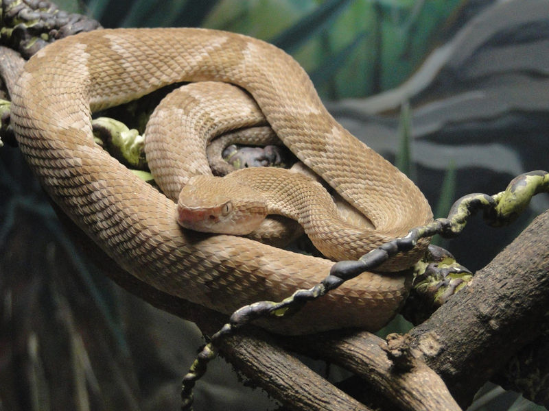 Файл:Bothrops-insularis-3.jpg