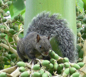 Yucatan gray squirrel.jpg