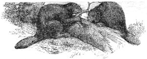 800px-Biber-drawing.jpg