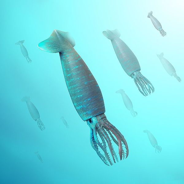 Файл:Belemnotheutis 3d.jpg