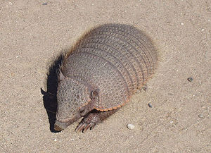 413px-Chubut-PeninsulaValdes-Armadillo-TatuCarreta-P2230729b.jpg