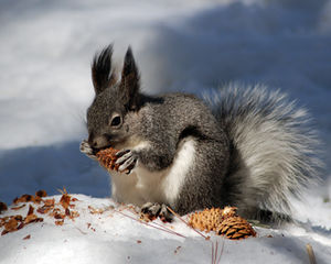Aberts with pinecone.jpg