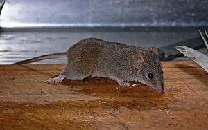 398px-Yellow-Footed-Antiechinus--antechinus-Flavipes.jpg