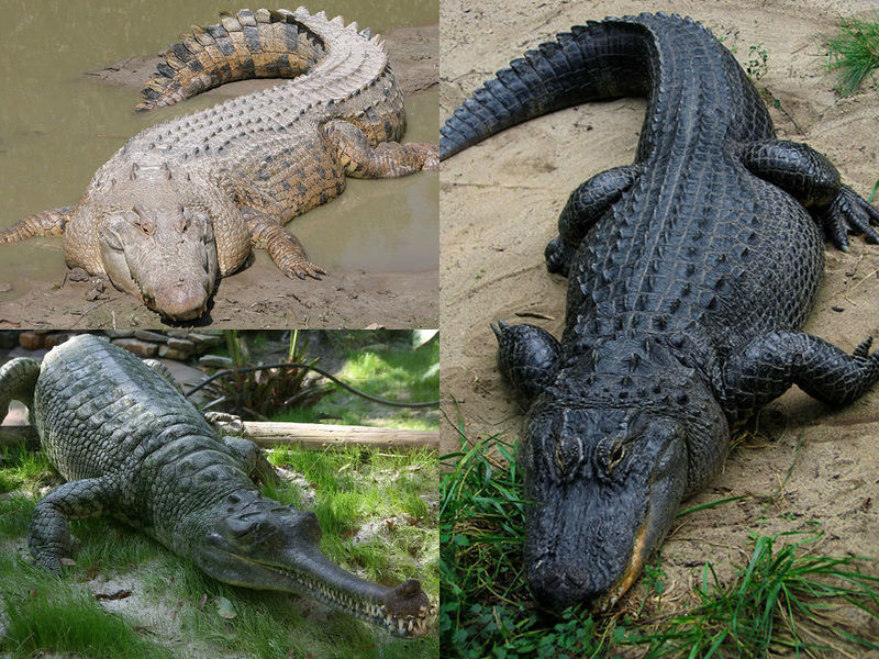 Файл:Crocodilia collage.jpg