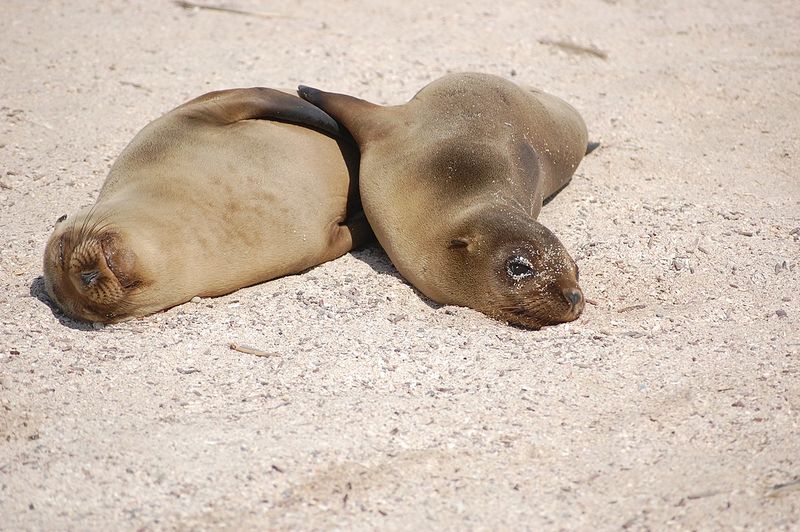 Файл:Islas Galápagos00.jpg