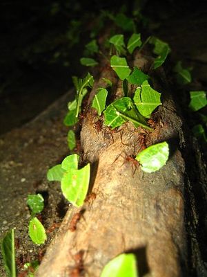 Leafcutterants-Colombia-close.jpg