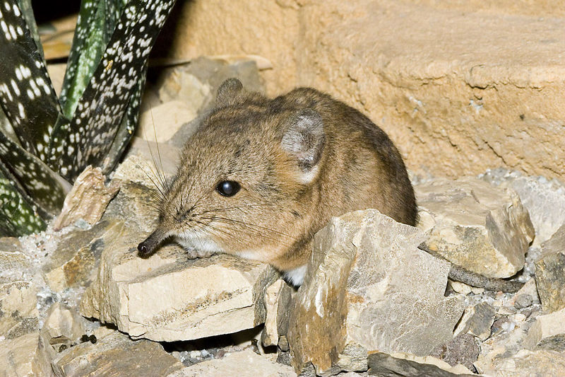 Файл:1280px-Macroscelides. proboscideus.6869.jpg